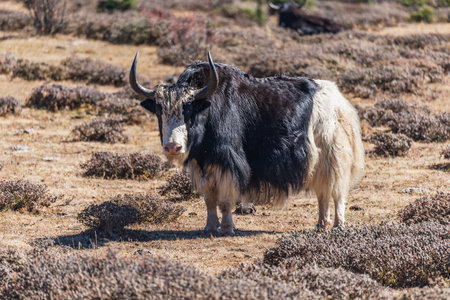 White and black yak on the mountain meadow.の写真素材
