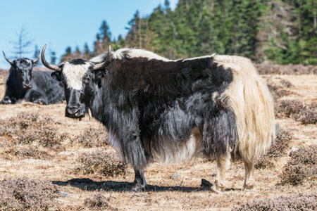 White and black yak on the mountain meadow.の写真素材
