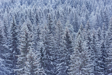 Spruce trees forest in the mountains at winter day.の写真素材