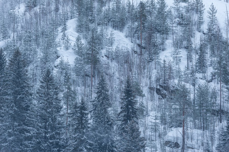 Spruce trees forest in the mountains at winter day.の写真素材