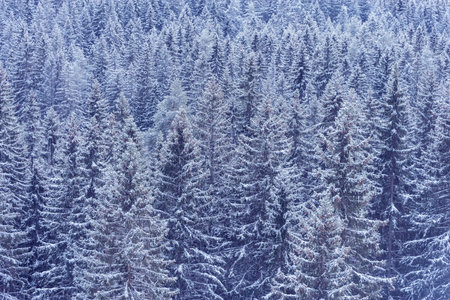 Spruce trees forest in the mountains at winter day.の写真素材