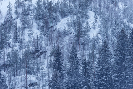 Spruce trees forest in the mountains at winter day.の写真素材