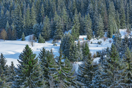 Private houses in the mountain spruce trees forest at winter day.の写真素材