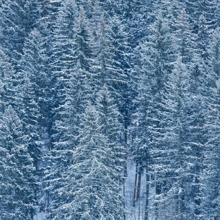 Spruce trees forest in the mountains at winter day.の写真素材