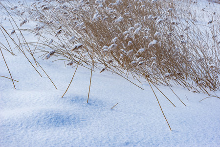 Dry grass under the snow by the lake shore.の写真素材
