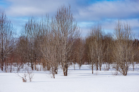 Trees of the forest at winter day.の写真素材