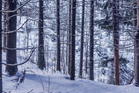 Trees of the mountain forest at winter day.の写真素材
