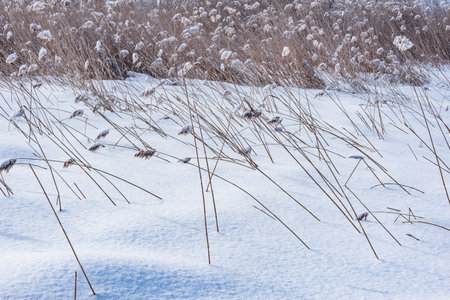 Dry grass under the snow by the lake shore.の写真素材