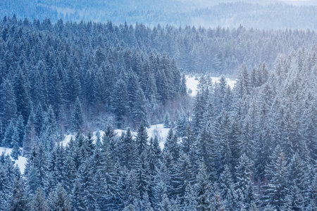 Spruce trees forest in the mountains at winter morning time.の写真素材
