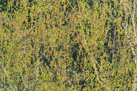 Birch tree forest background at spring day time.の写真素材