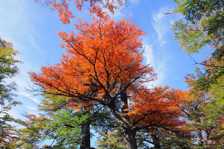 Trees in the autumn forest. Patagonia. Argentina.の写真素材