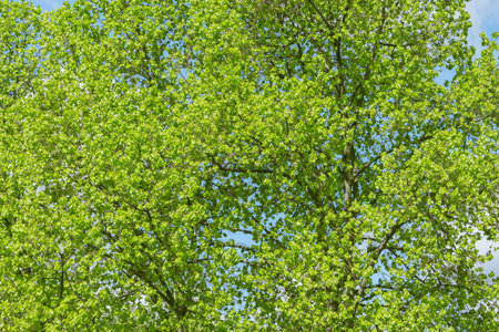 Tree branches background at spring day time.の写真素材