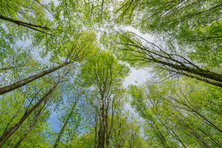 Tree branches background at spring day time.の写真素材