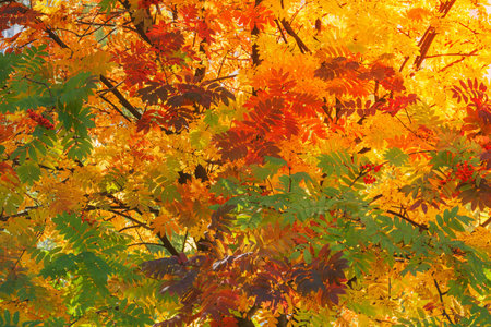 Rowan berry leaves on the branches in the autumn park.の写真素材
