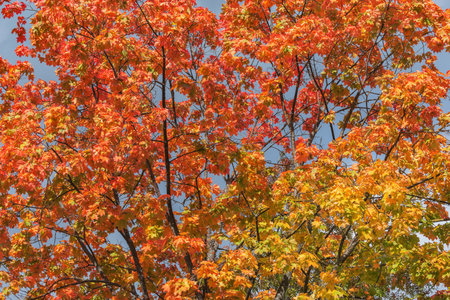 Maple leaves on the branches in the park.の写真素材