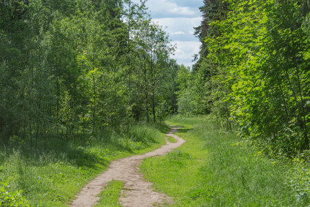 Path in the summer forest.の写真素材