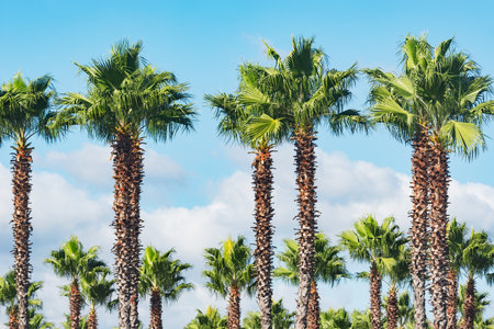 Palm trees in the city park by the beach.の写真素材