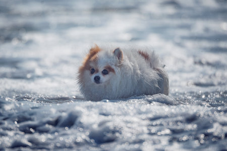 White dog at the seashore at sunset.