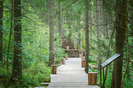 Touristic wooden path in the mountain forest at evening time.の写真素材