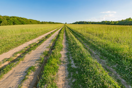 Road on the meadow at summer sunset time.の写真素材