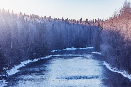 Forest along the river at winter morning.