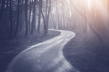 Road for walks in the city park at evening time.の写真素材