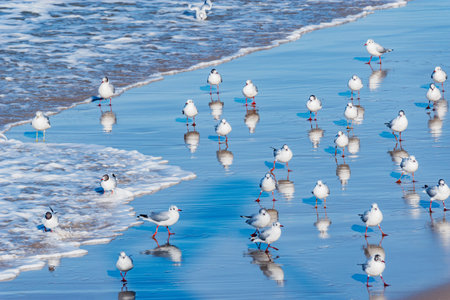Seagull flock on the sea coast at sunset.の写真素材