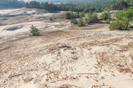 Sand hills along the pine tree forest.の写真素材