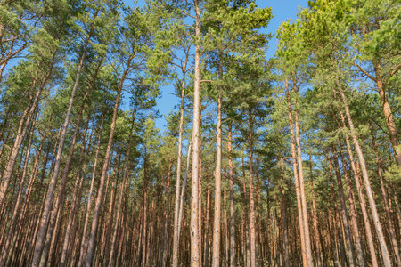 Pine tree forest in the morning. Russia.の写真素材