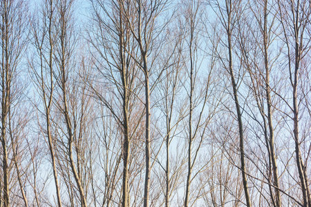 Branches of the tree on sky background.の写真素材