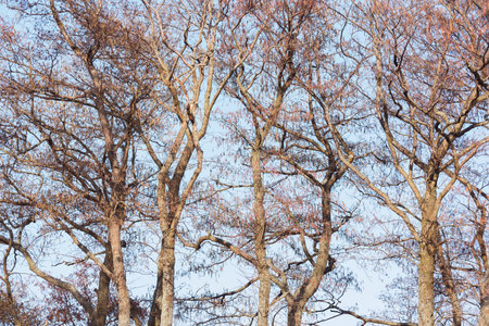 Branches of the tree on sky background.の写真素材