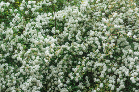 Blossoming white flowers in the garden.の写真素材