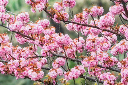 Blossoming cherry branches with colorful flowers in the garden.の写真素材