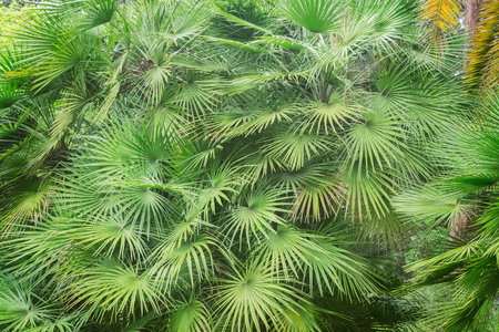Palm tree branches in the city park by the beach.の写真素材