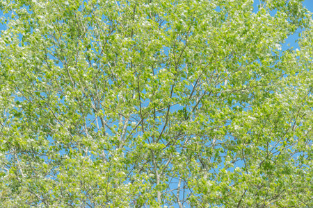 Leaves on the tree branches at spring.の写真素材