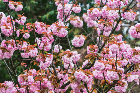 Blossoming cherry branches with colorful flowers in the garden.の写真素材