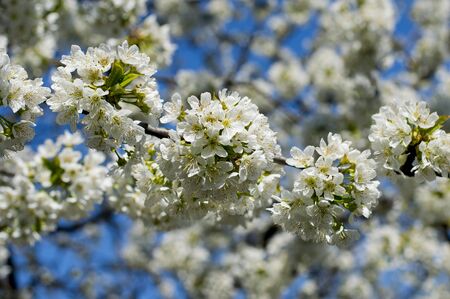 the girl on a lawn with phone, a green grass... the blossoming sweet cherry branch, the blossoming period, springの写真素材
