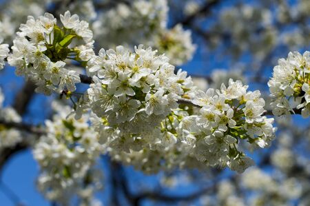 branch of the blossoming sweet cherry against the sky, close upの写真素材