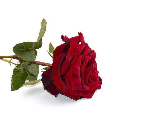 rose bright scarlet close upの写真素材