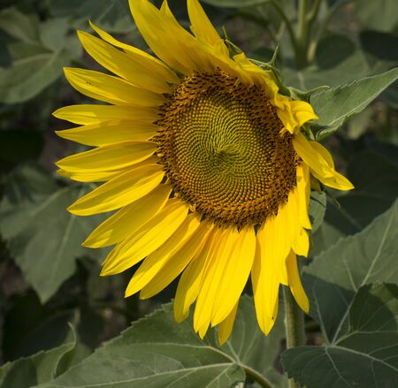 the beautiful flower of sunflower looking asideの写真素材