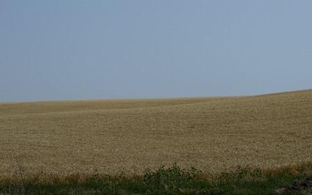 corner of a wheat field in the summerの写真素材