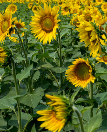 fragment of a plantation of sunflowers during blossomingの写真素材