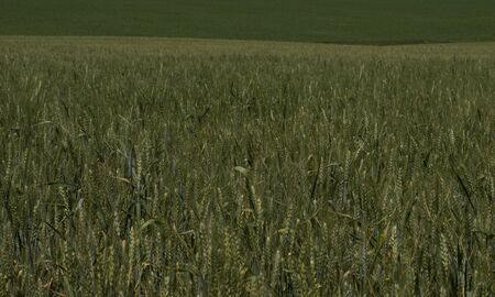 green wheat field during maturingの写真素材
