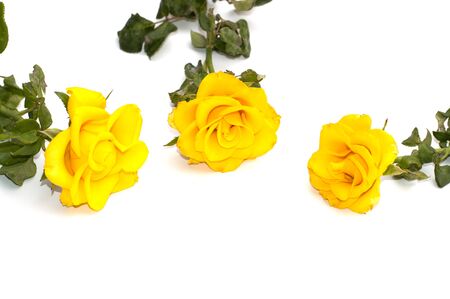 three yellow roses on a white backgroundの写真素材