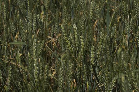 green cereal fieldの写真素材