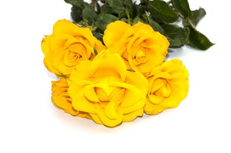 bouquet of yellow roses on a white backgroundの写真素材