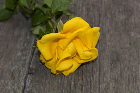 one yellow rose on a wooden background, a subject a festive card, flowersの写真素材