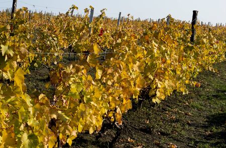vineyard fragment on a hill slope, gold leaves, fall, a subject seasons and the natureの写真素材