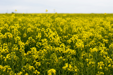 the field of rape during the blossoming period, a subject the nature