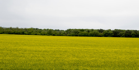 the yellow field of rape on the hill at the wood, a subject the nature
